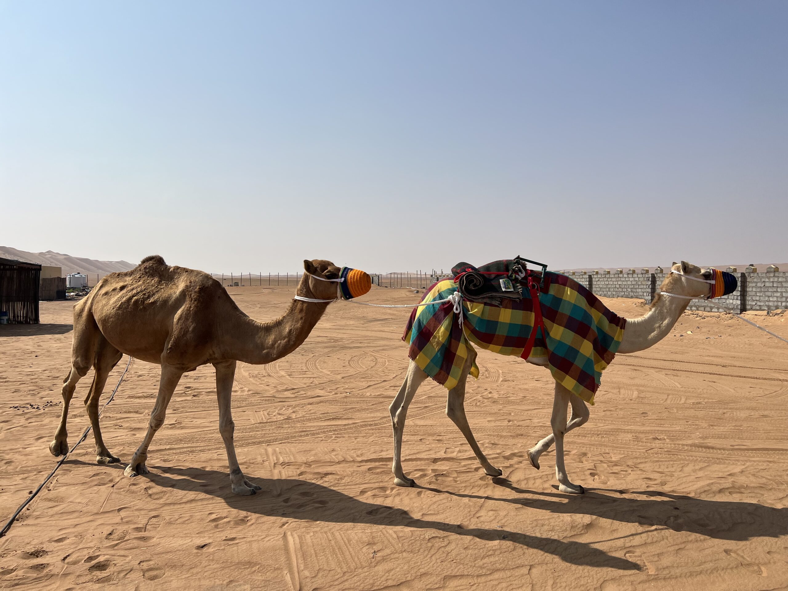 Camel Rides - Al Salam Desert Camp Oman